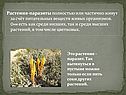 Растения-паразиты полностью или частично живут за счёт питательных