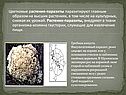 Цветковые растения-паразиты паразитируют главным образом на высших