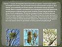 Омела — сильно ветвящийся многолетний кустарник с кожистыми