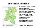 Листовая мозаика