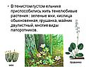 Растения по отношению к свету