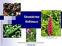 Семейство бобовых