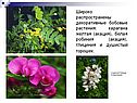 Декоративные бобовые растения