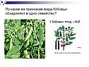 Плод