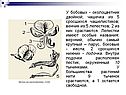 Околоцветник