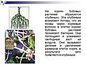 Клубеньки