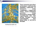 Сожительство
