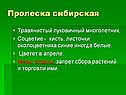 Пролеска сибирская