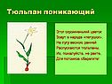 Растения весной
