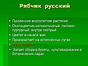 Рябчик русский