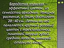 Эффектный цветок