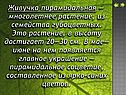 Живучка пирамидальная