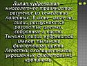 Многолетнее травянистое растение