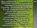 Лук медвежий