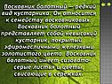 Восковник болотный