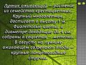 Лунник оживающий