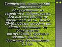 Солнцецвет арктический