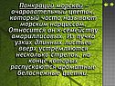 Панкраций морской