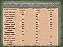 Травянистые растения, доминирующие в покрове на заброшенных полях