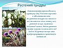 Растения тундры