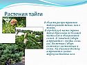 Растения тайги