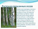Растения смешанных лесов