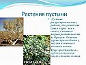 Растения пустыни
