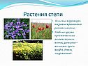 Растительный мир России