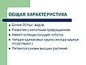 Общая характеристика