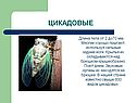 Цикадовые