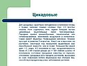 Для Цикадовых характерно неподвижное сочленение головы с грудью