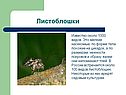 Листоблошки