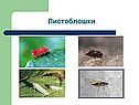 Листоблошки