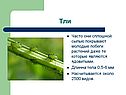 Тли