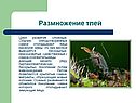 Размножение тлей