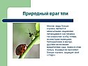 Природный враг тли