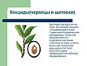 Кокциды(червецы и щитовки)