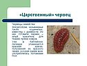 «Царственный» червец