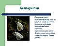 Белокрылки