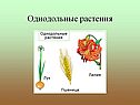 Различие однодольных и двудольных растений