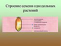 Строение семени однодольных растений