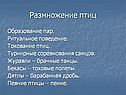 Размножение птиц
