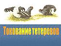 Токование тетеревов
