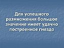 Гнездо