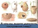 Размножение птиц