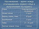 Насиживание