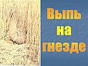 Выпь на гнезде