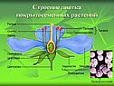 Строение цветка покрытосеменных растений