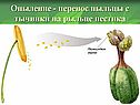 Опыление - перенос пыльцы с тычинки на рыльце пестика