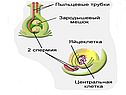 «Размножение растений» 6 класс